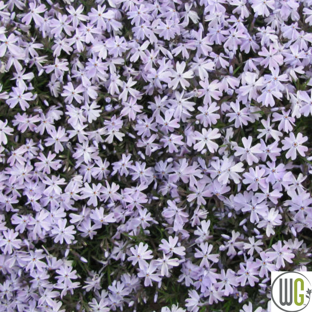 'Blue Emerald' Creeping Phlox | Phlox subulata - Image 4