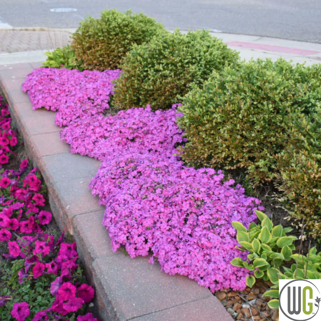 'Drummond's Pink' Creeping Phlox | Phlox subulata - Image 2