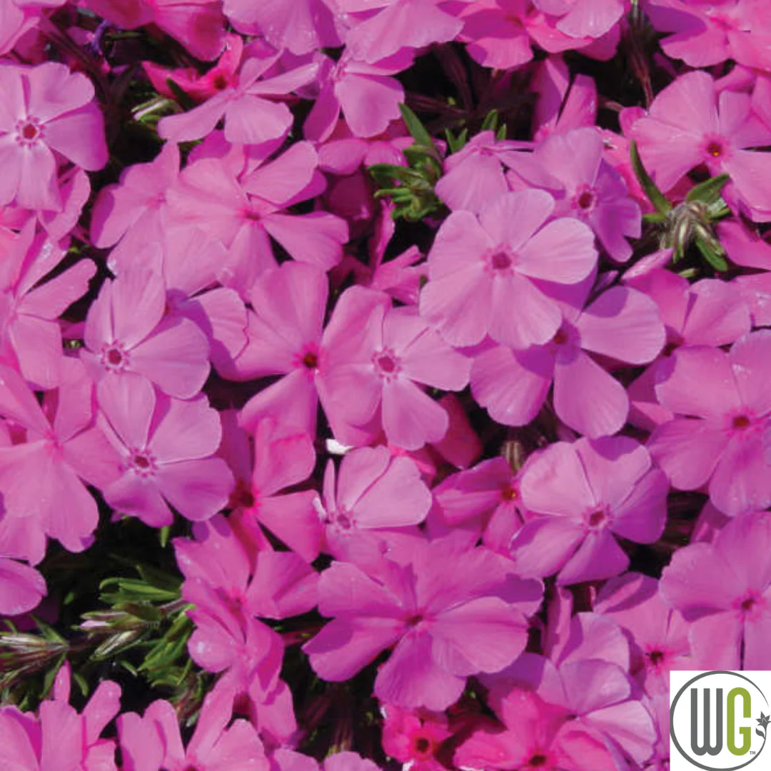 'Drummond's Pink' Creeping Phlox | Phlox subulata - Image 3