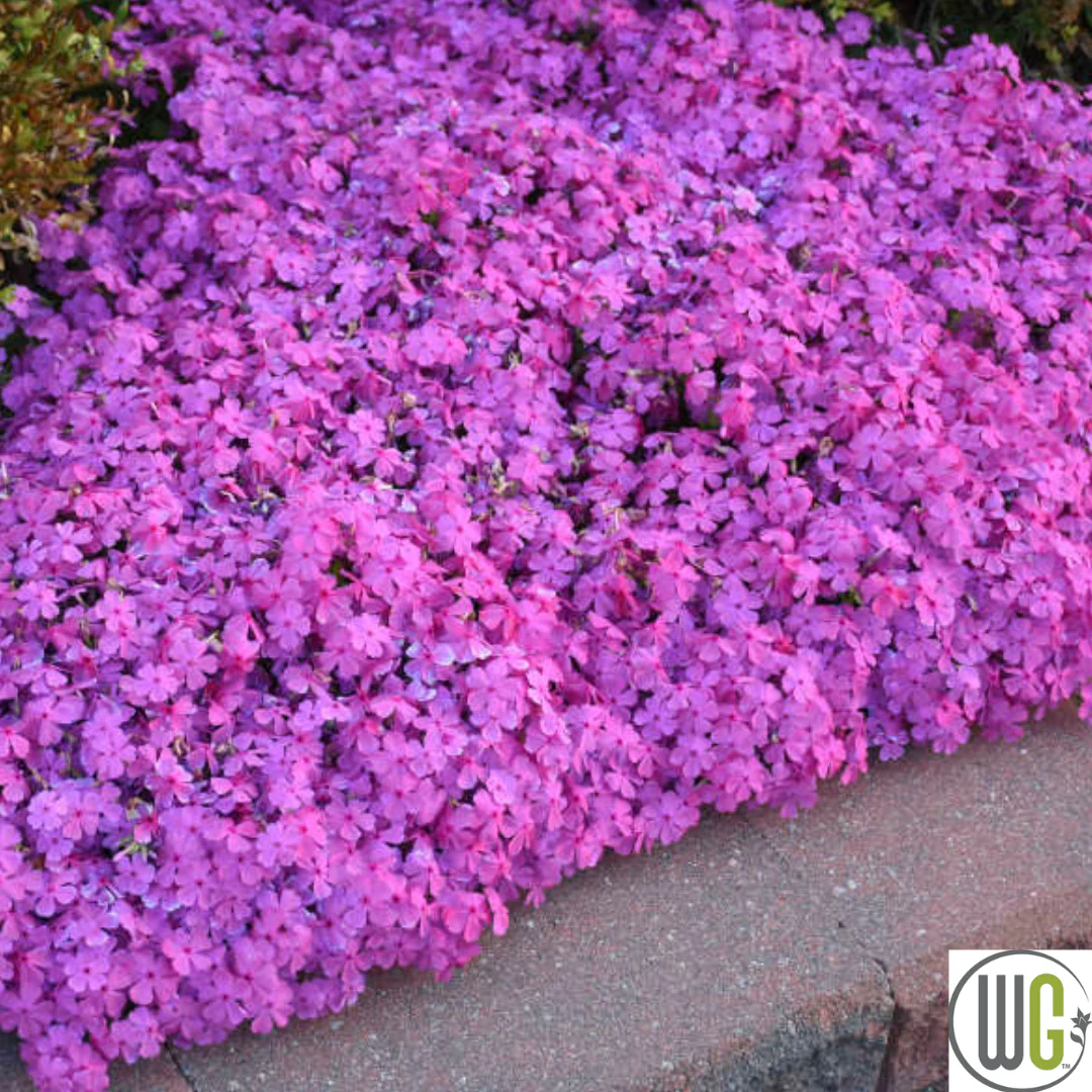 'Drummond's Pink' Creeping Phlox | Phlox subulata - Image 4