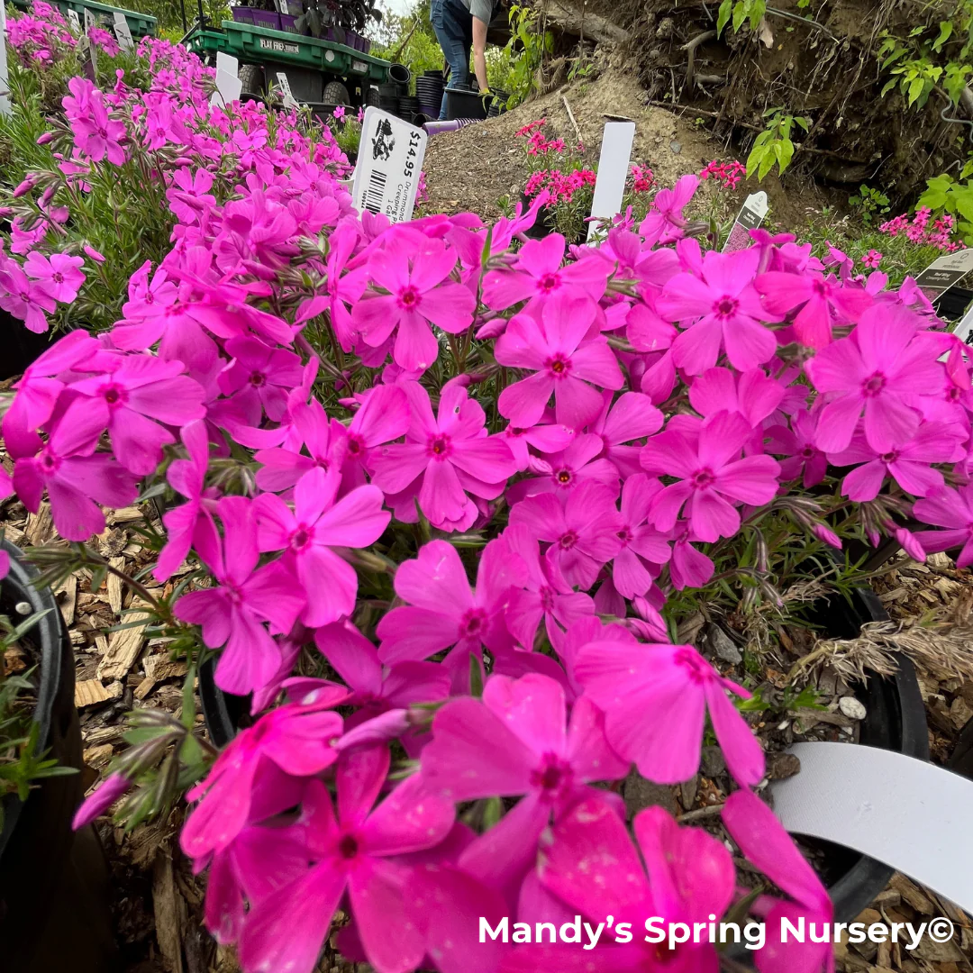 'Drummond's Pink' Creeping Phlox | Phlox subulata - Image 5