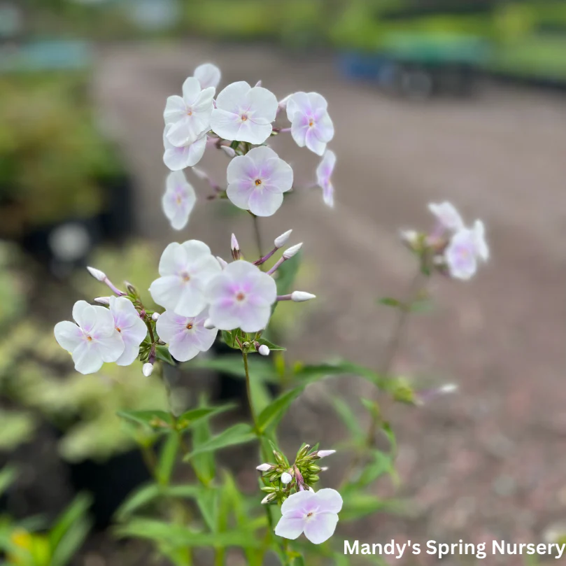 Fashionably Early Crystal Phlox | Phlox paniculata - Image 3