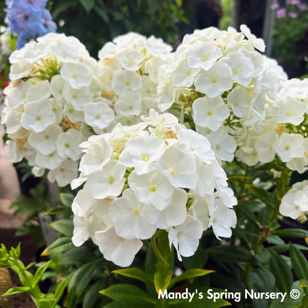 'Backlight' Luminary Tall Garden Phlox | Phlox paniculata
