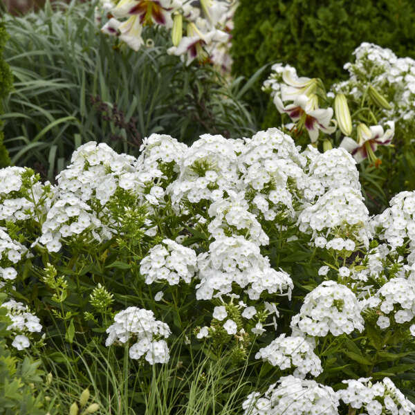 'Backlight' Luminary Tall Garden Phlox | Phlox paniculata - Image 10
