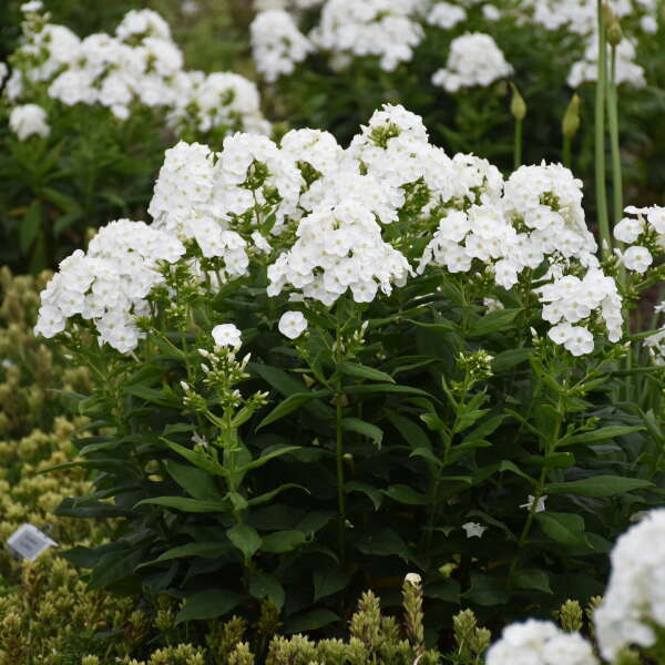 'Backlight' Luminary Tall Garden Phlox | Phlox paniculata - Image 2