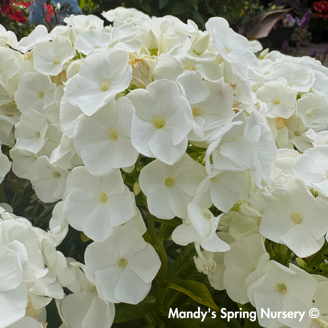 'Backlight' Luminary Tall Garden Phlox | Phlox paniculata - Image 3