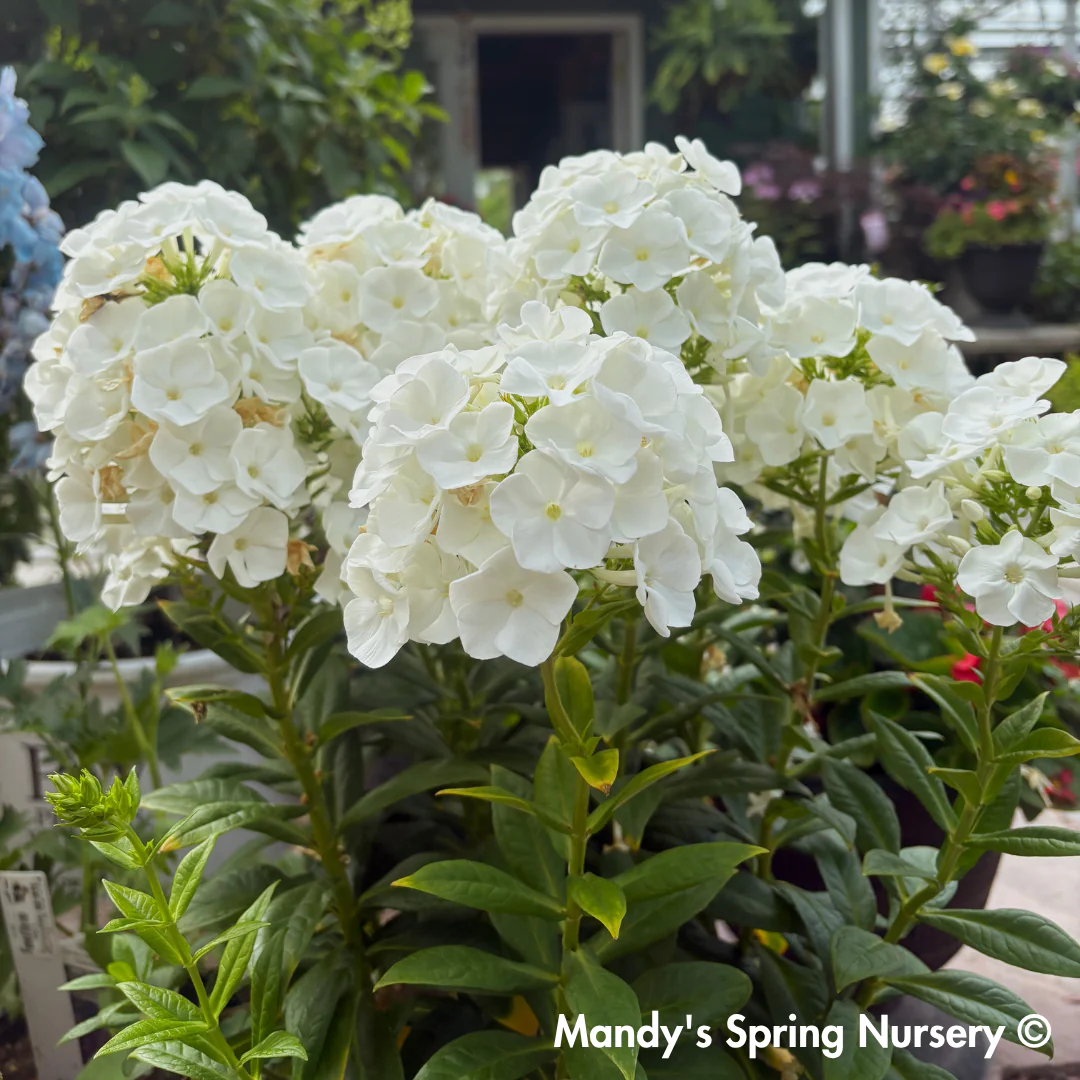 'Backlight' Luminary Tall Garden Phlox | Phlox paniculata - Image 4