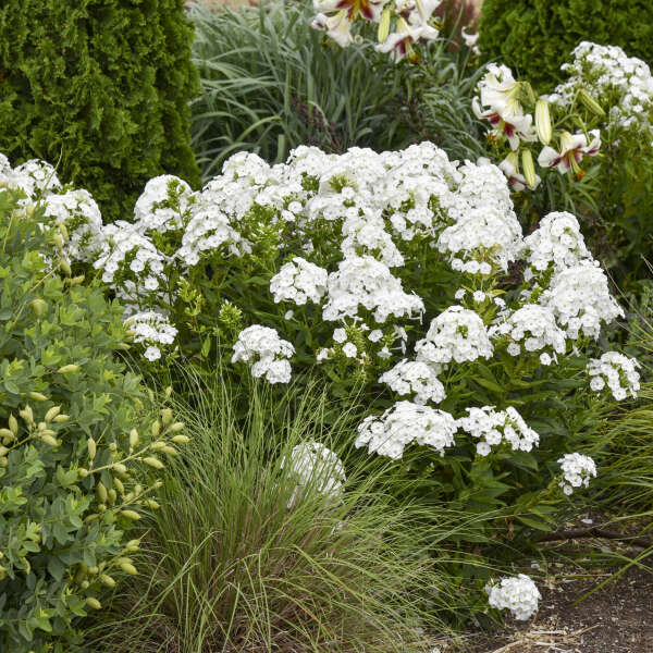 'Backlight' Luminary Tall Garden Phlox | Phlox paniculata - Image 5