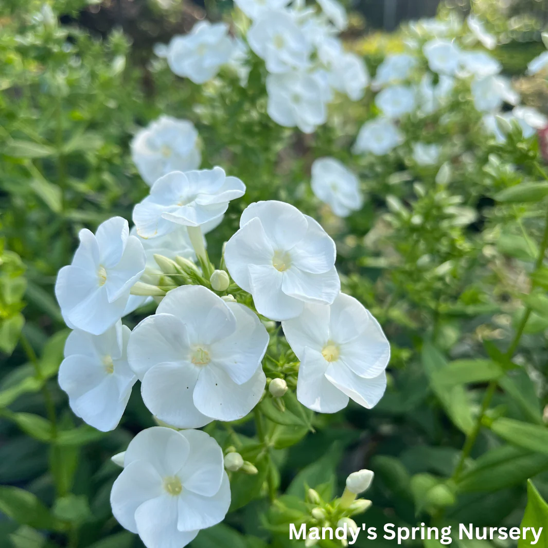 'Backlight' Luminary Tall Garden Phlox | Phlox paniculata - Image 6