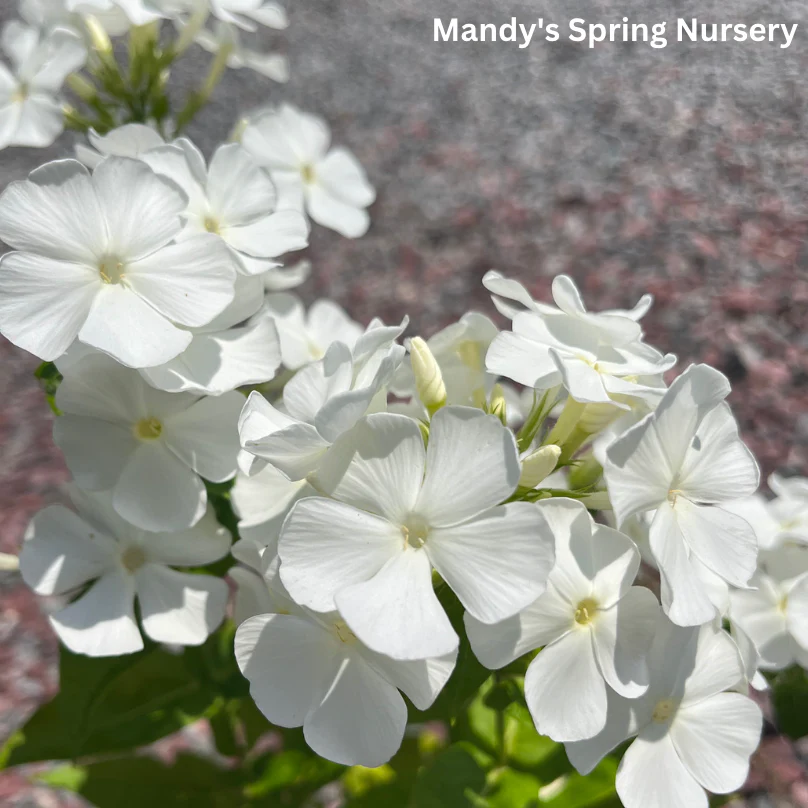 'Backlight' Luminary Tall Garden Phlox | Phlox paniculata - Image 7