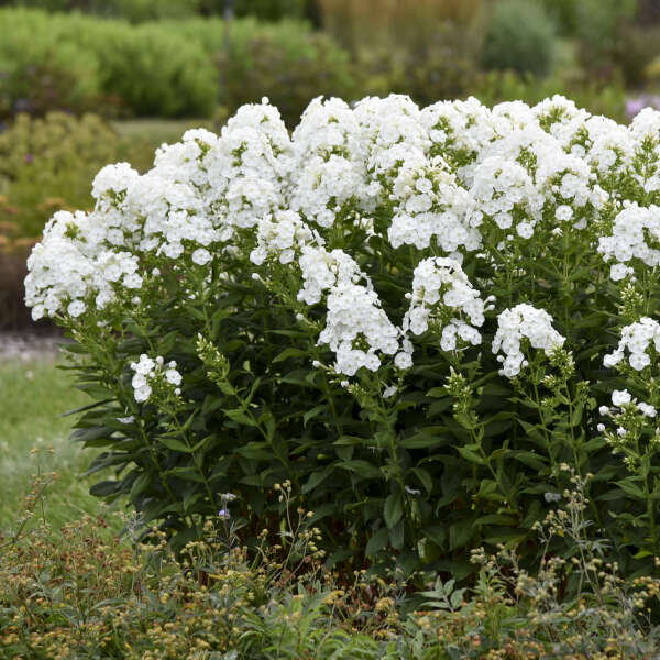 'Backlight' Luminary Tall Garden Phlox | Phlox paniculata - Image 8