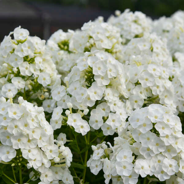 'Backlight' Luminary Tall Garden Phlox | Phlox paniculata - Image 9