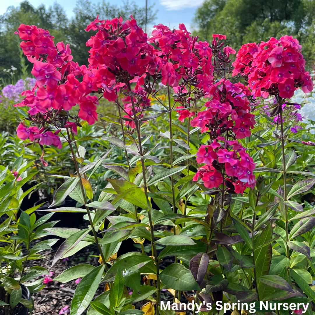 'Glamour Girl' Tall Garden Phlox | Phlox paniculata - Image 2