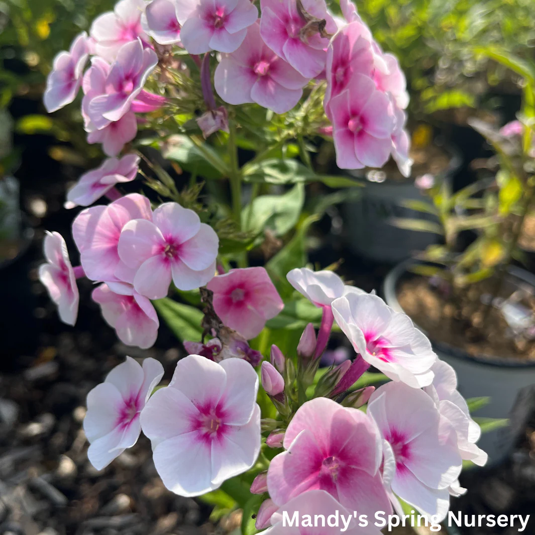 Opalescence Tall Garden Phlox | Phlox paniculata - Image 3