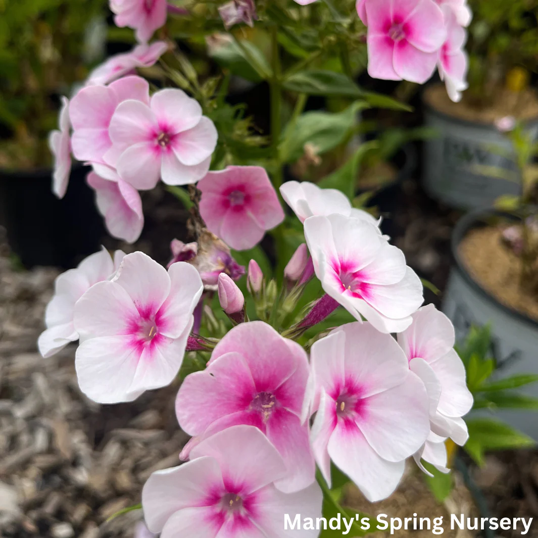 Opalescence Tall Garden Phlox | Phlox paniculata - Image 4