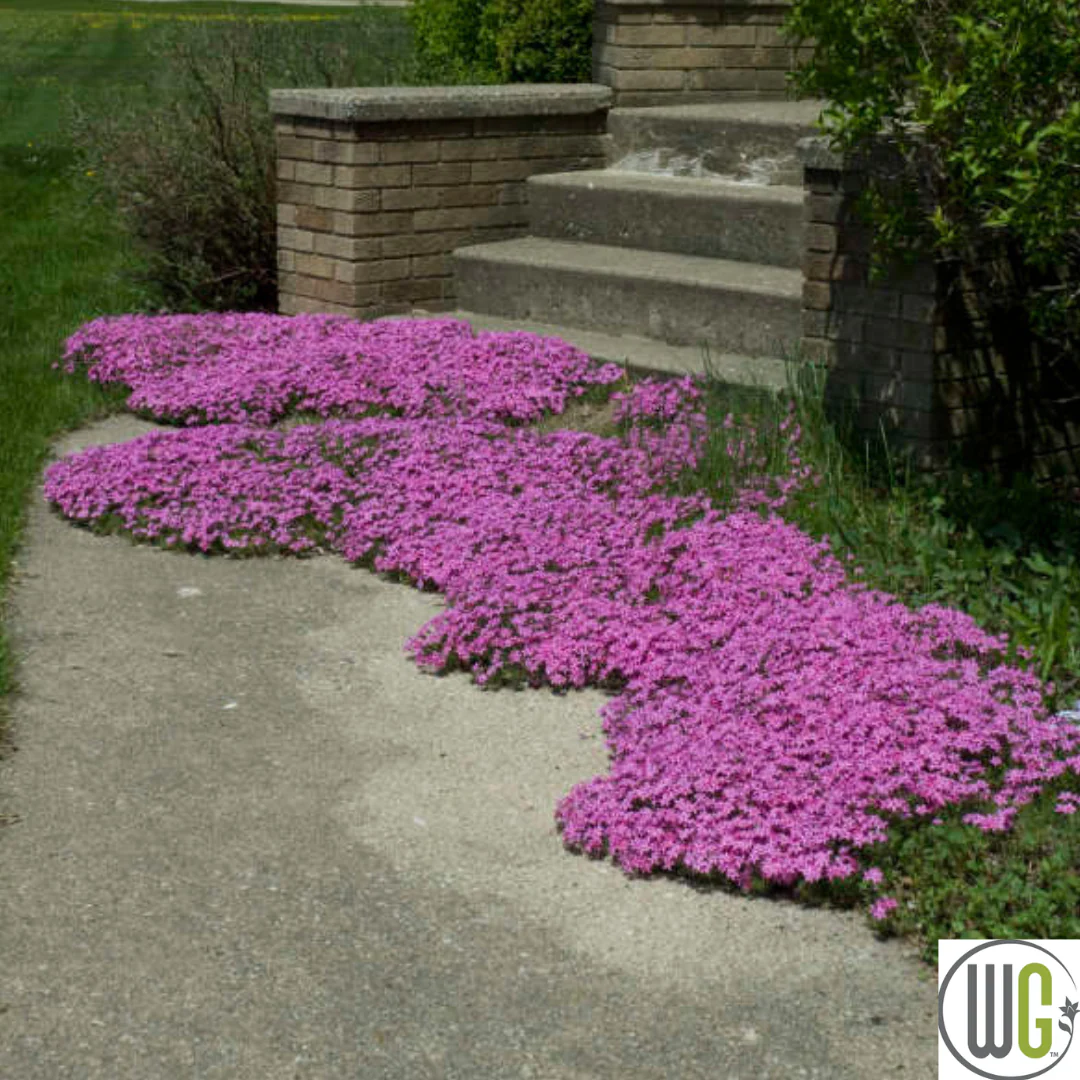 'Red Wing' Creeping Phlox | Phlox subulata - Image 3