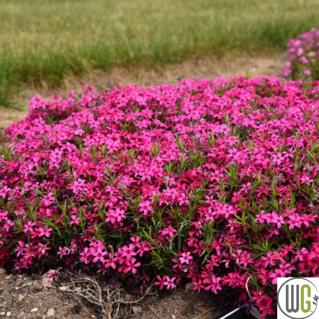 'Red Wing' Creeping Phlox | Phlox subulata - Image 4