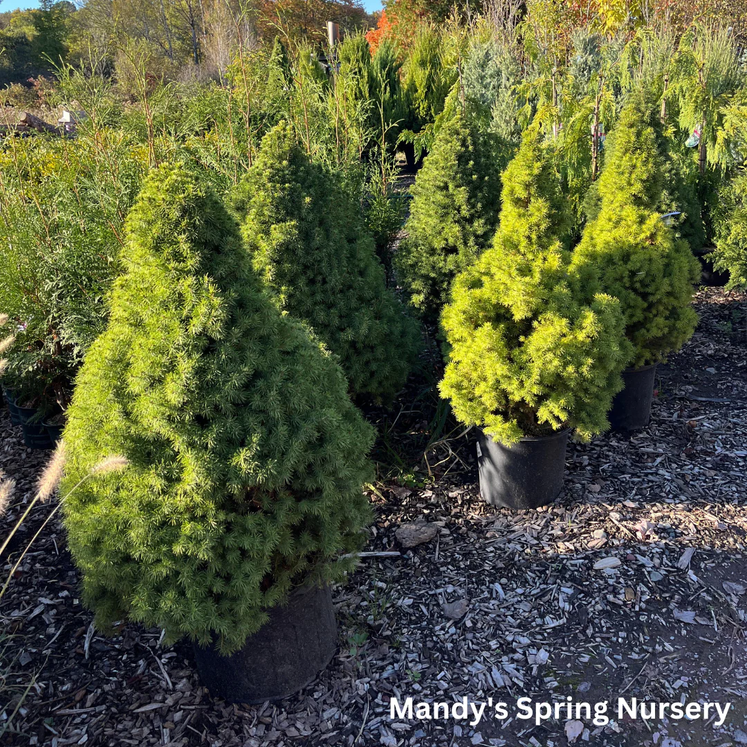 Dwarf Alberta Spruce | Picea glauca 'Conica' - Image 10