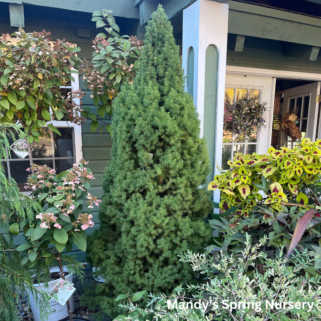 Dwarf Alberta Spruce | Picea glauca 'Conica' - Image 11