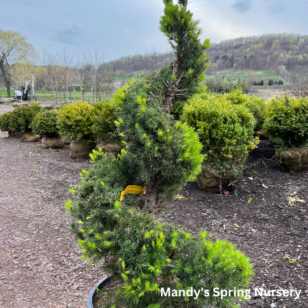 Dwarf Alberta Spruce | Picea glauca 'Conica' - Image 12