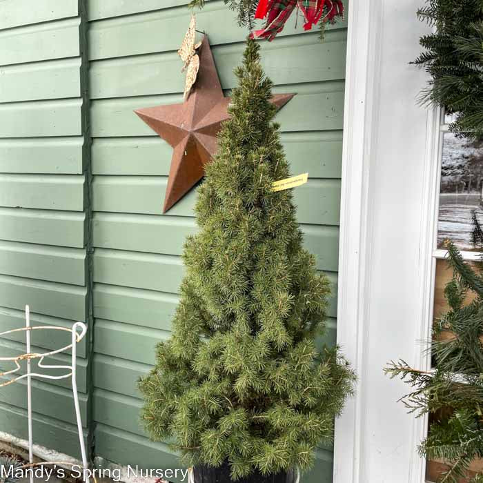 Dwarf Alberta Spruce | Picea glauca 'Conica' - Image 3