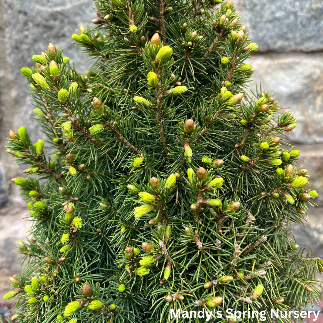 Dwarf Alberta Spruce | Picea glauca 'Conica' - Image 4