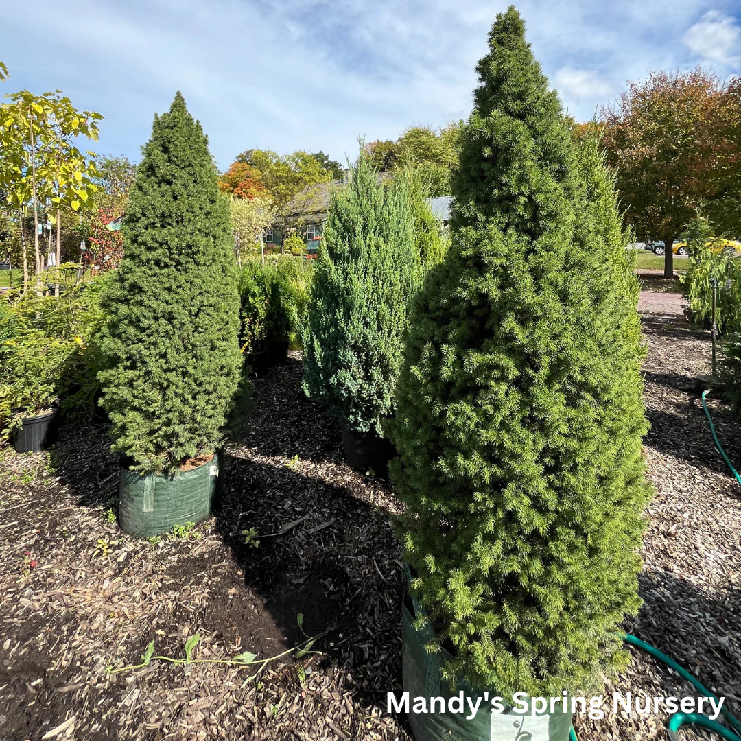 Dwarf Alberta Spruce | Picea glauca 'Conica' - Image 5