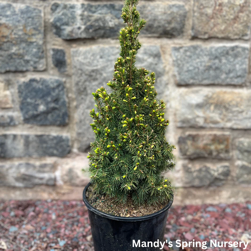 Dwarf Alberta Spruce | Picea glauca 'Conica' - Image 7