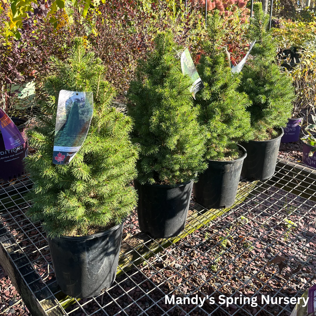 Dwarf Alberta Spruce | Picea glauca 'Conica' - Image 9