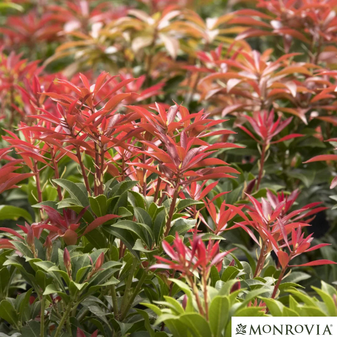'Mountain Fire' Pieris | Pieris japonica - Image 10