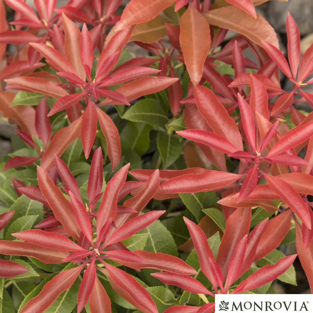 'Mountain Fire' Pieris | Pieris japonica - Image 11