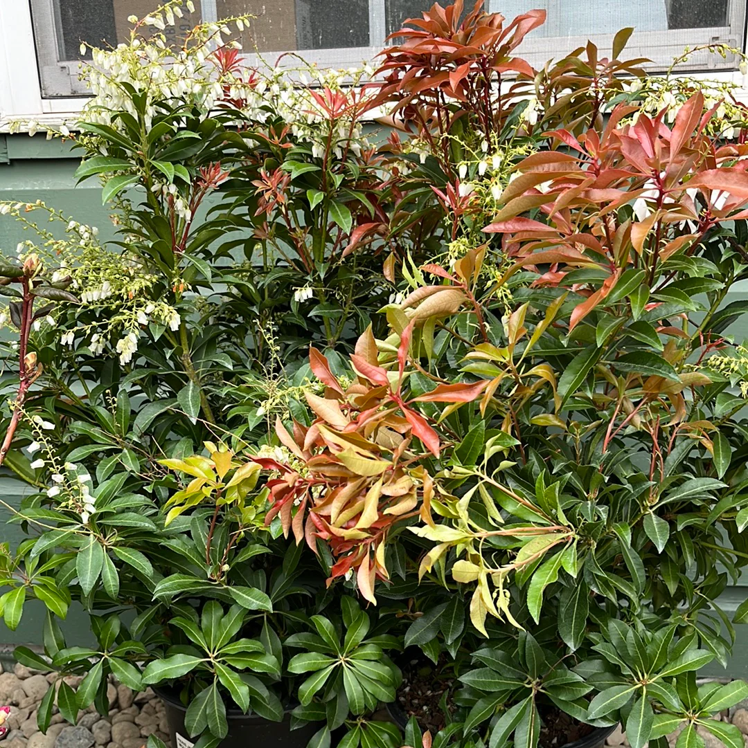 'Mountain Fire' Pieris | Pieris japonica - Image 3
