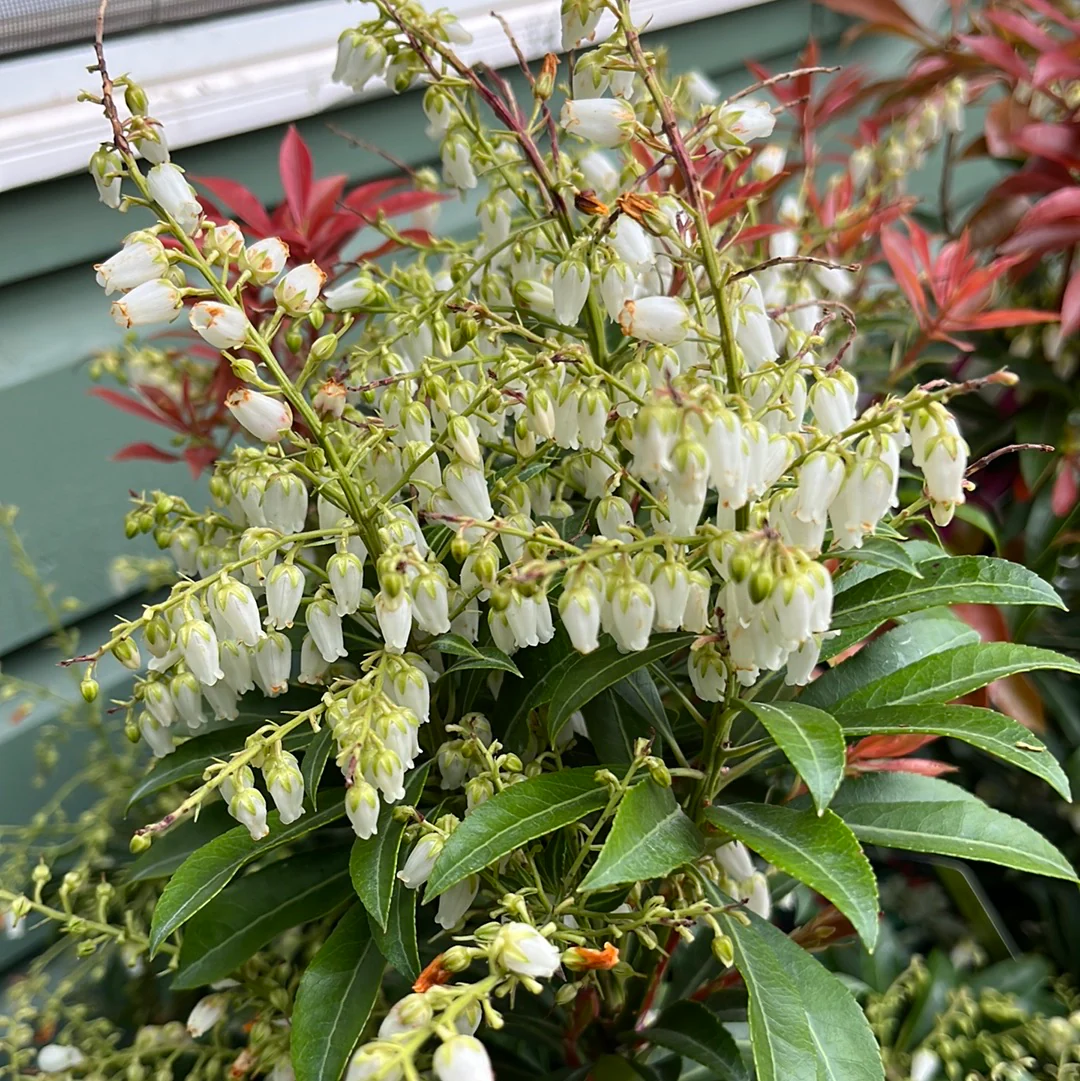 'Mountain Fire' Pieris | Pieris japonica - Image 4