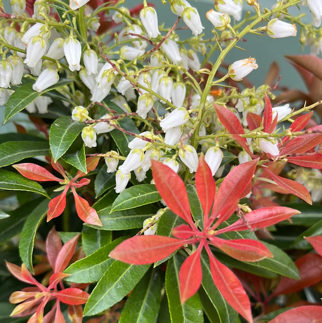 'Mountain Fire' Pieris | Pieris japonica - Image 5
