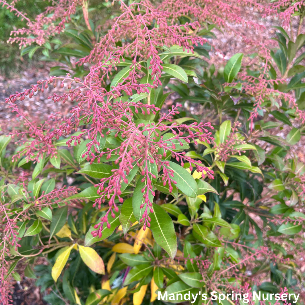 'Mountain Fire' Pieris | Pieris japonica - Image 7
