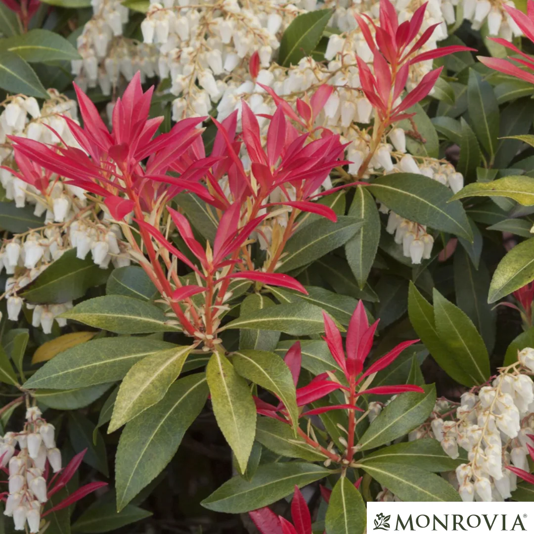 'Mountain Fire' Pieris | Pieris japonica - Image 8