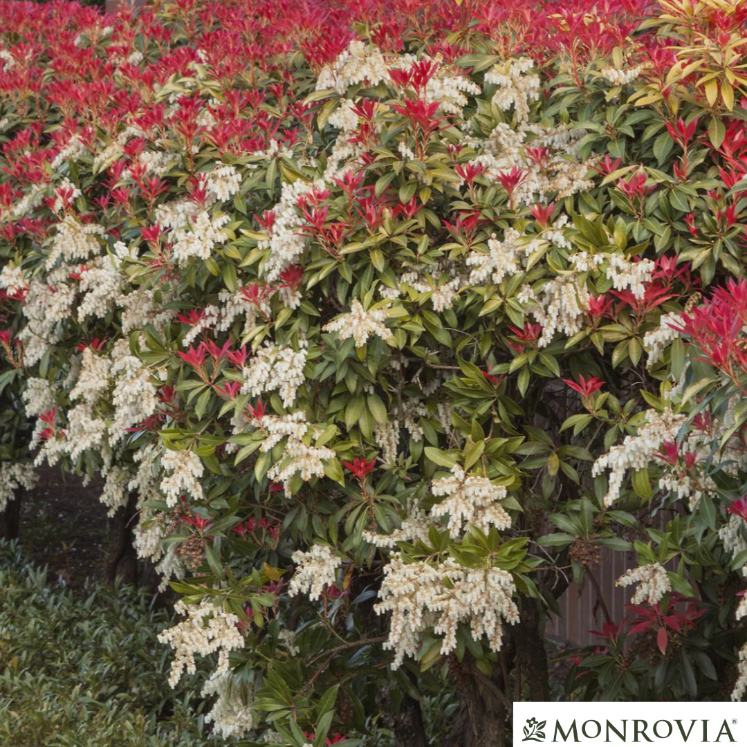 'Mountain Fire' Pieris | Pieris japonica - Image 9