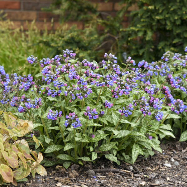 'Pink-a-Blue' Lungwort | Pulmonaria - Image 5