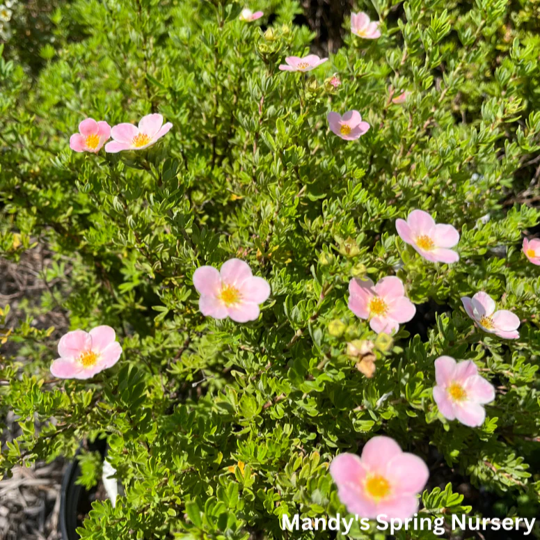 Pink Beauty Potentilla | Potentilla fruticosa - Image 2