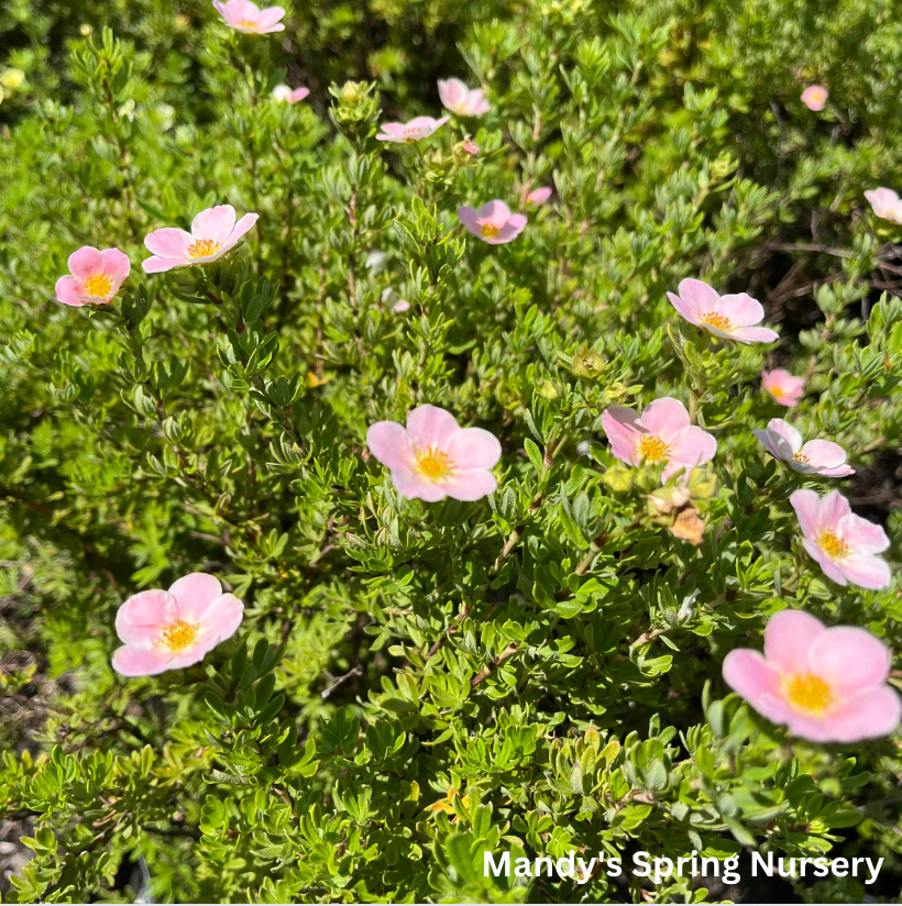 Pink Beauty Potentilla | Potentilla fruticosa - Image 3