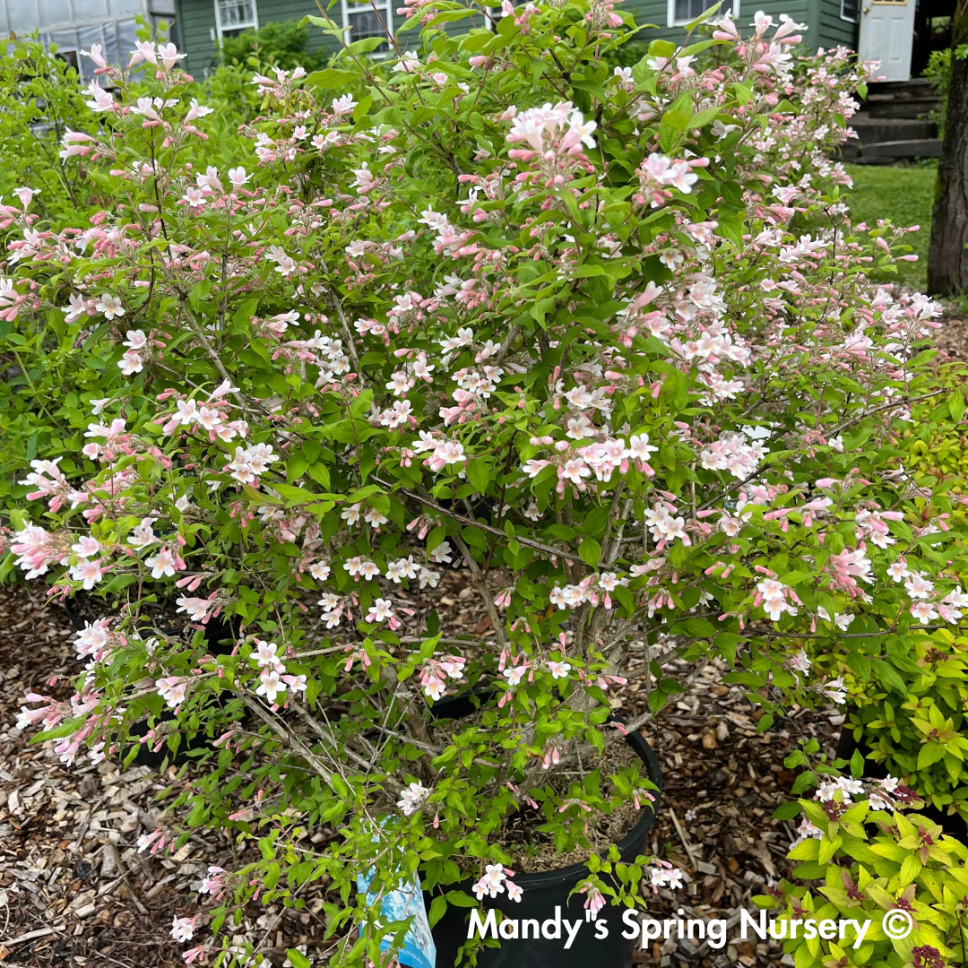 Pink Cloud Beautybush | Kolkwitzia amabilis - Image 2