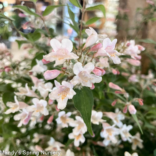 Pink Cloud Beautybush | Kolkwitzia amabilis - Image 3