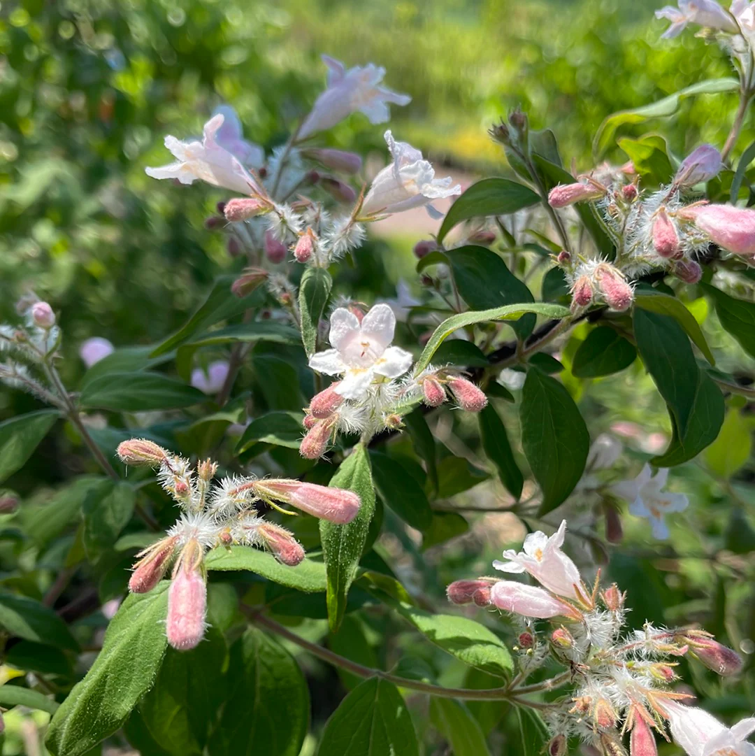 Pink Cloud Beautybush | Kolkwitzia amabilis - Image 4
