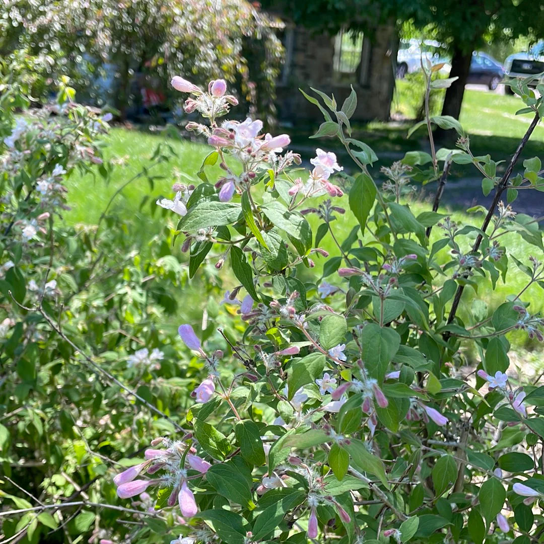 Pink Cloud Beautybush | Kolkwitzia amabilis - Image 5