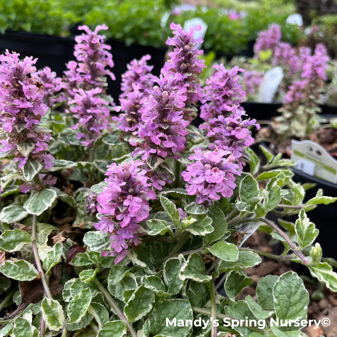 'Pink Lightning' Bugelweed | Ajuga reptans 'Pink Lightning' - Image 3