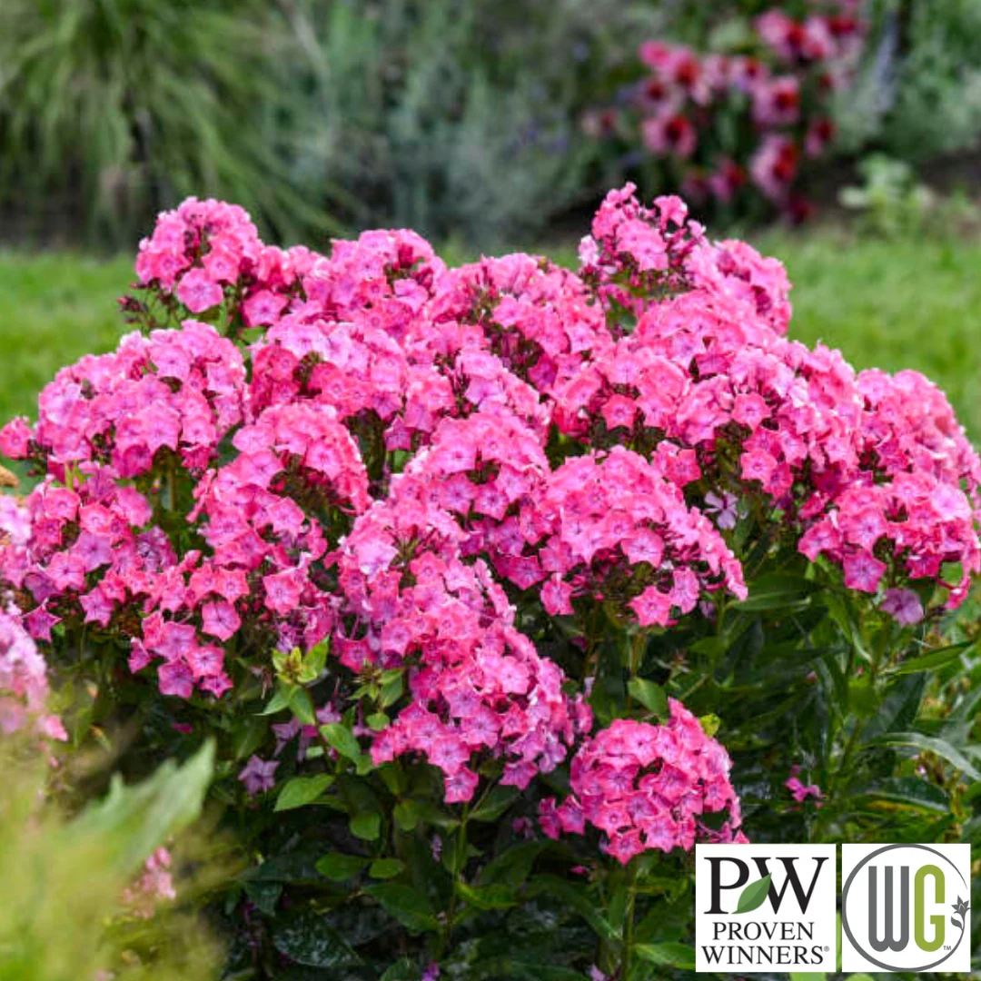 'Pink Lightning' Tall Garden Phlox | Phlox paniculata - Image 2