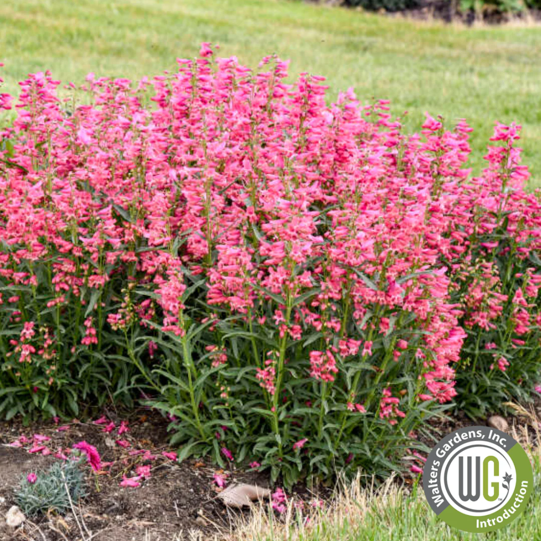 Bejeweled® 'Pink Pearls' | Penstemon barbatus - Image 2