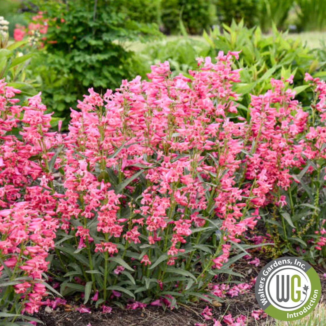 Bejeweled® 'Pink Pearls' | Penstemon barbatus - Image 3