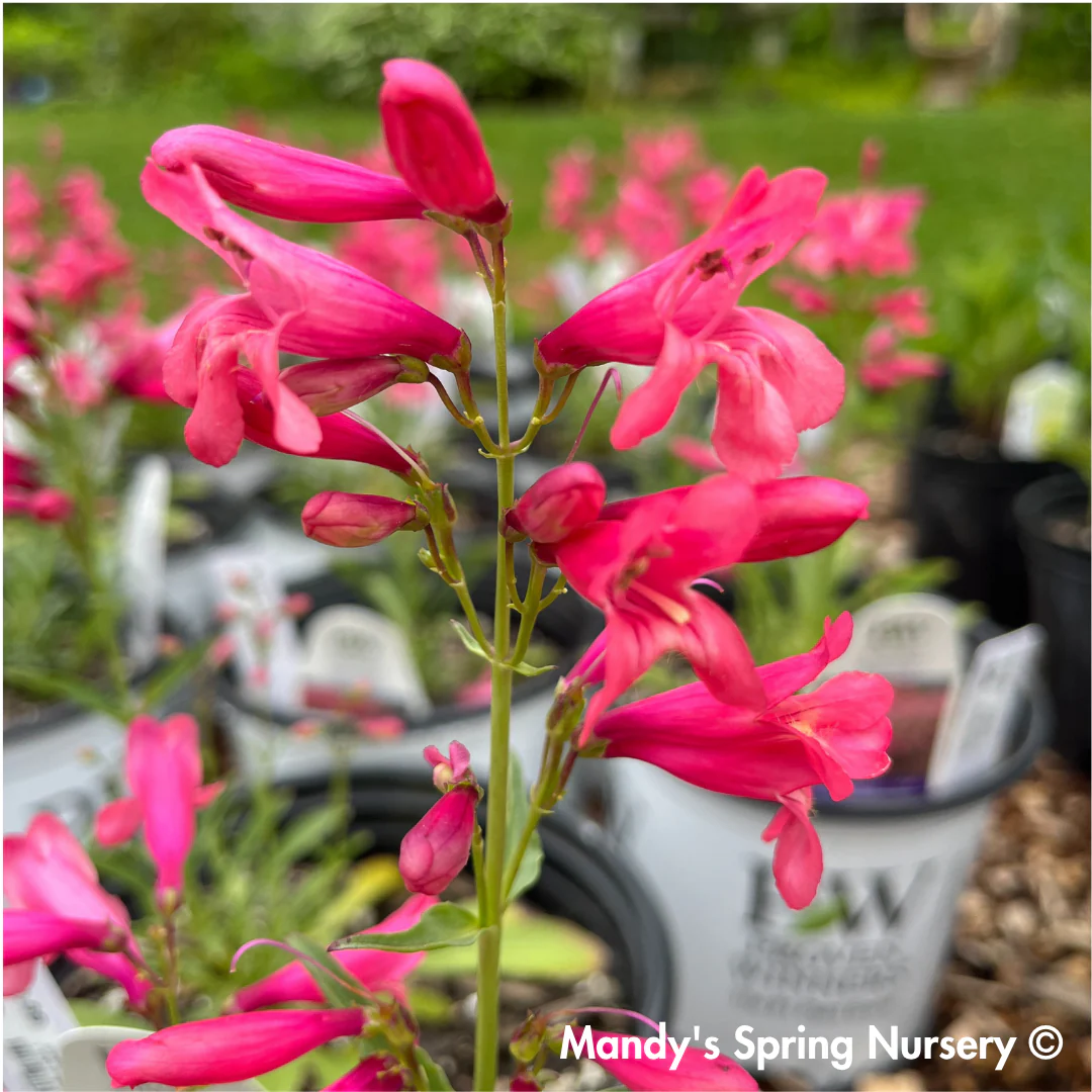 Bejeweled® 'Pink Pearls' | Penstemon barbatus - Image 4