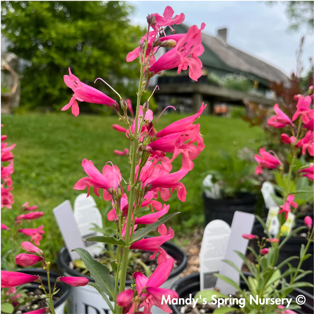 Bejeweled® 'Pink Pearls' | Penstemon barbatus - Image 5